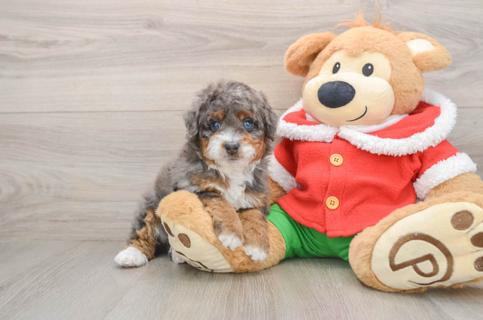 5 week old Mini Bernedoodle Puppy For Sale - Premier Pups