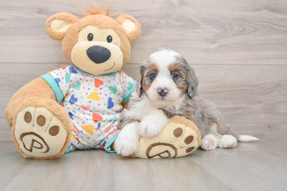 Mini Bernedoodle Puppy for Adoption