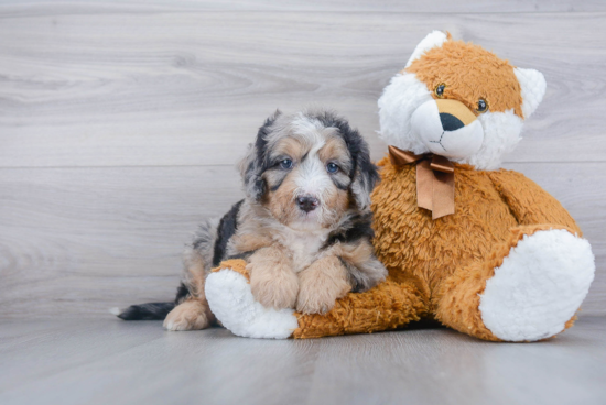 Mini Bernedoodle Pup Being Cute