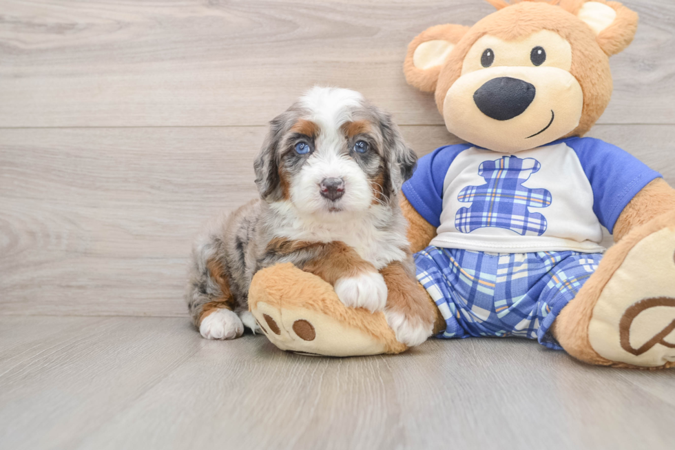 Hypoallergenic Mini Bernadoodle Poodle Mix Puppy