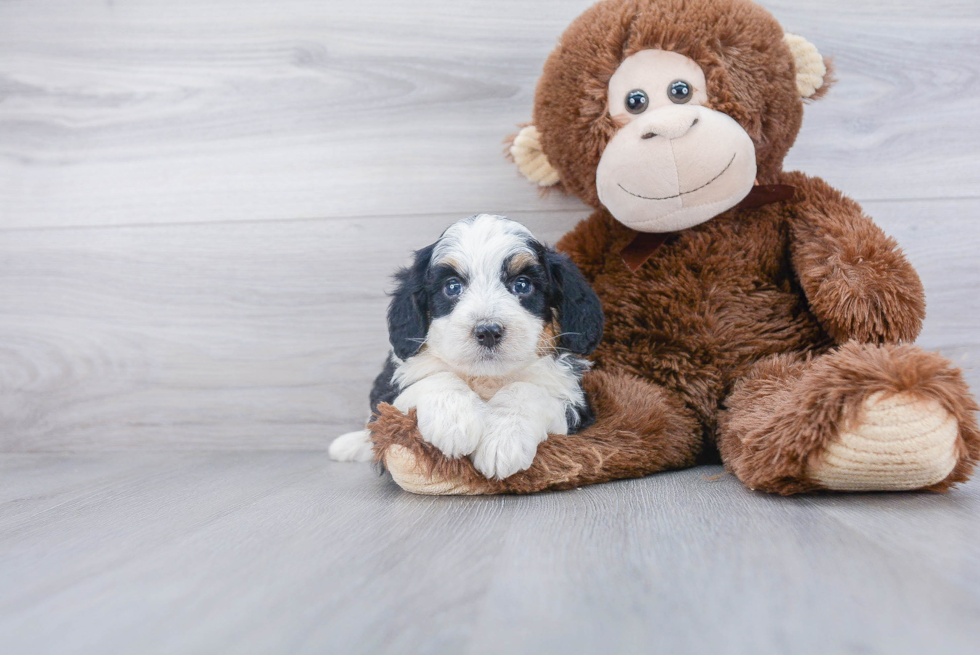 Smart Mini Bernedoodle Poodle Mix Pup