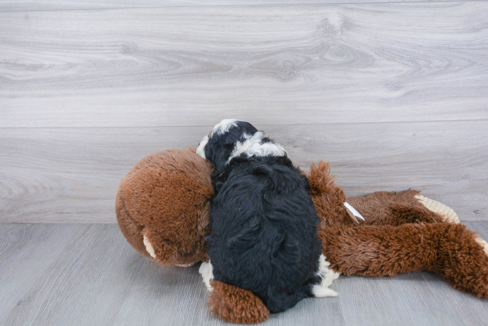 Mini Bernedoodle Pup Being Cute