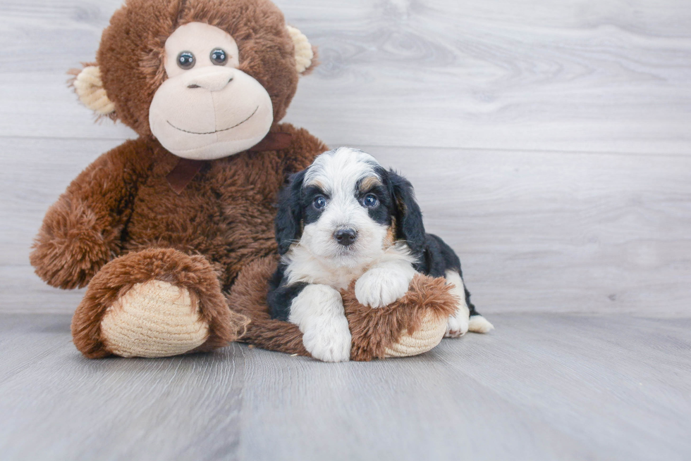 Mini Bernedoodle Pup Being Cute