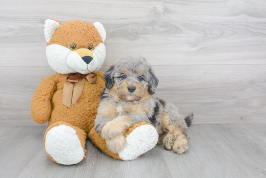 Small Mini Bernedoodle Baby