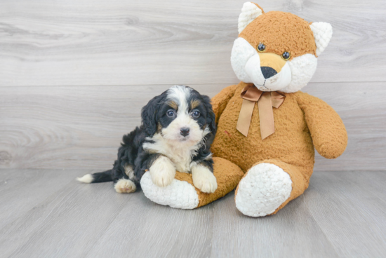 Energetic Mini Berniedoodle Poodle Mix Puppy