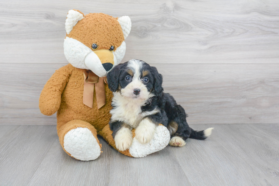 Mini Bernedoodle Pup Being Cute