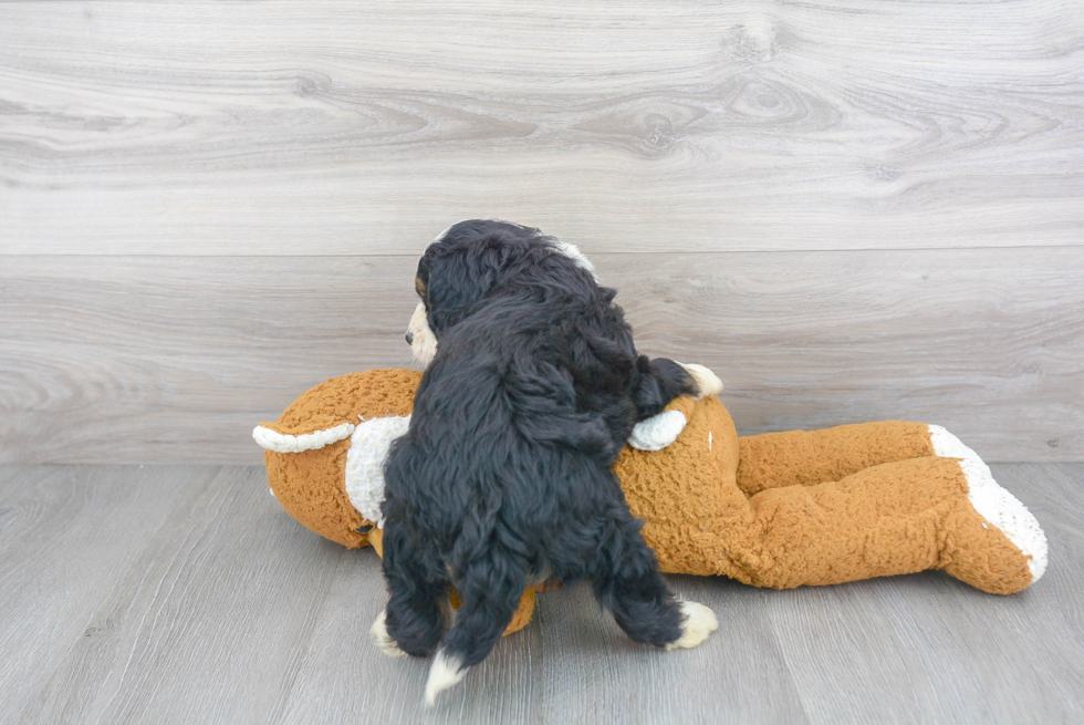 Mini Bernedoodle Pup Being Cute