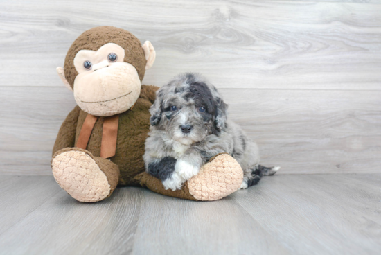 Best Mini Bernedoodle Baby