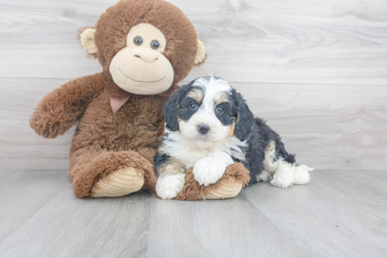 Small Mini Bernedoodle Baby