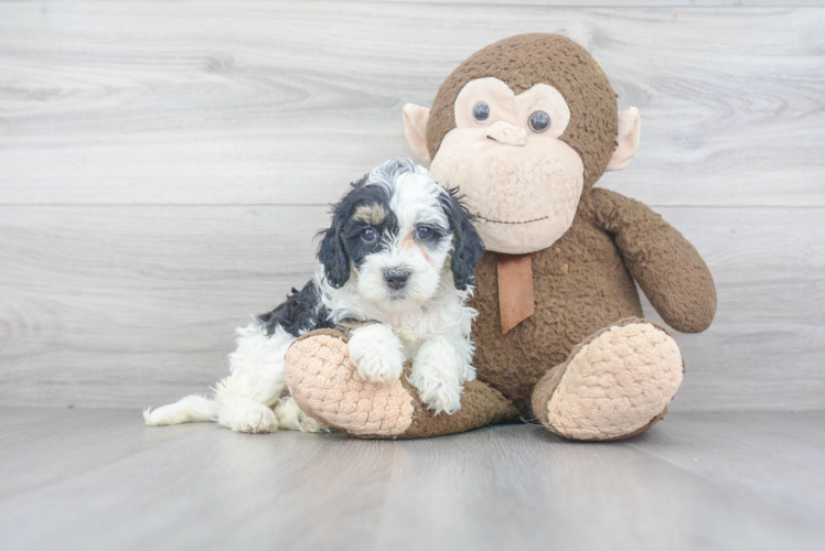 Happy Mini Bernedoodle Baby