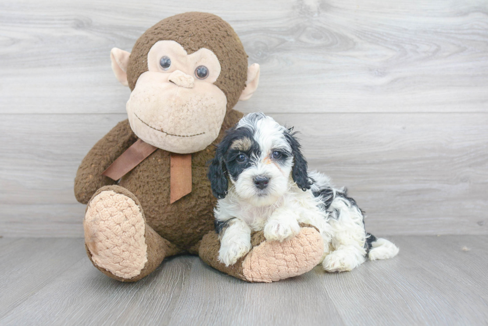Best Mini Bernedoodle Baby