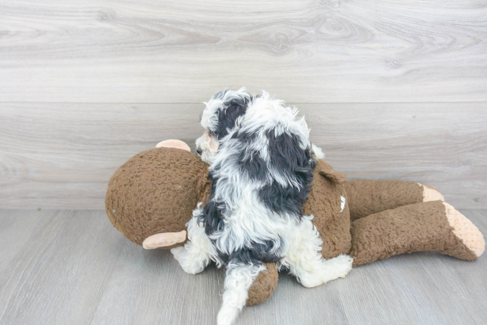 Mini Bernedoodle Pup Being Cute