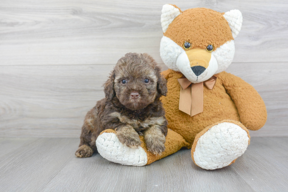 Mini Bernedoodle Puppy for Adoption