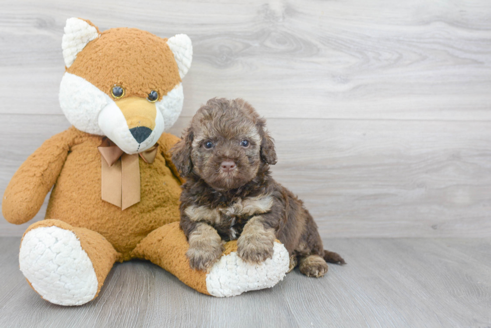 Smart Mini Bernedoodle Poodle Mix Pup