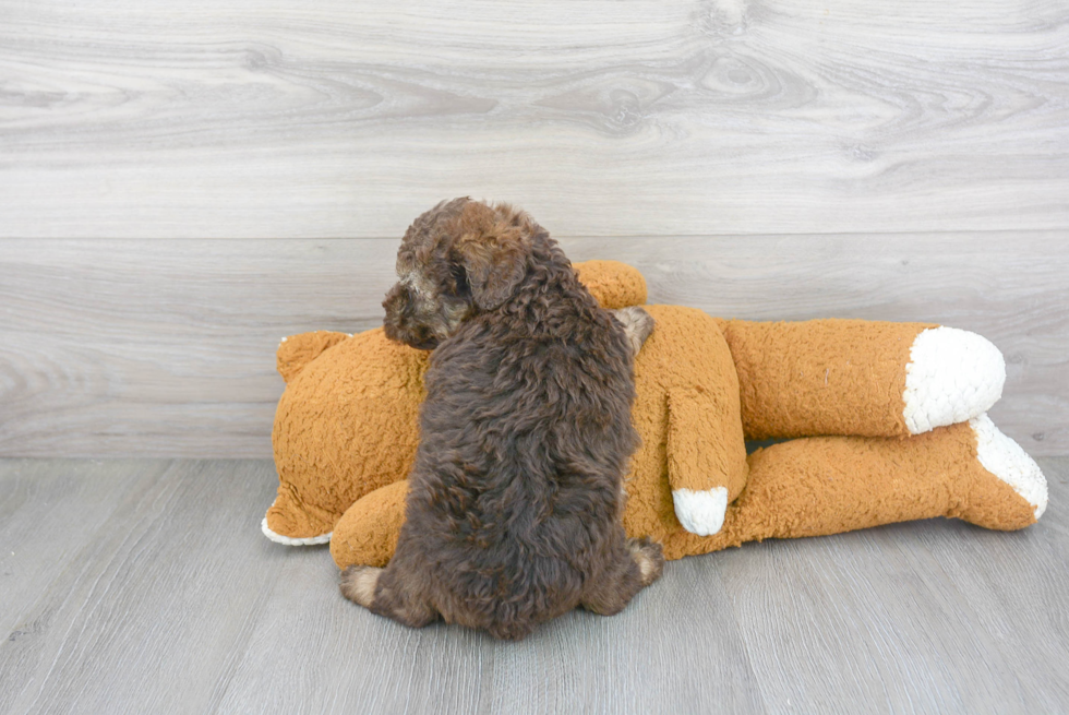 Playful Bernadoodle Poodle Mix Puppy