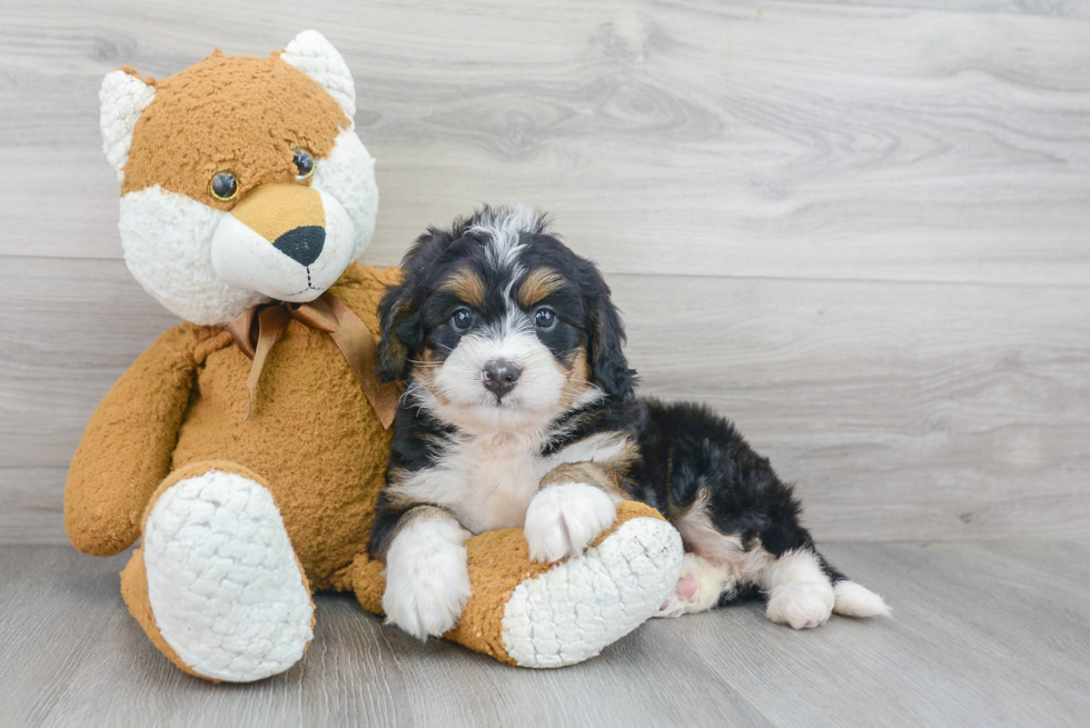 Friendly Mini Bernedoodle Baby