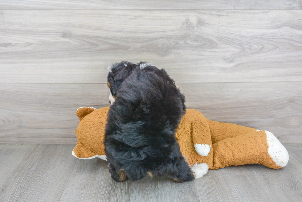 Cute Mini Bernedoodle Baby