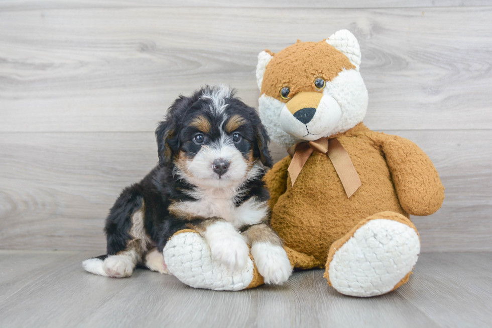 Mini Bernedoodle Pup Being Cute