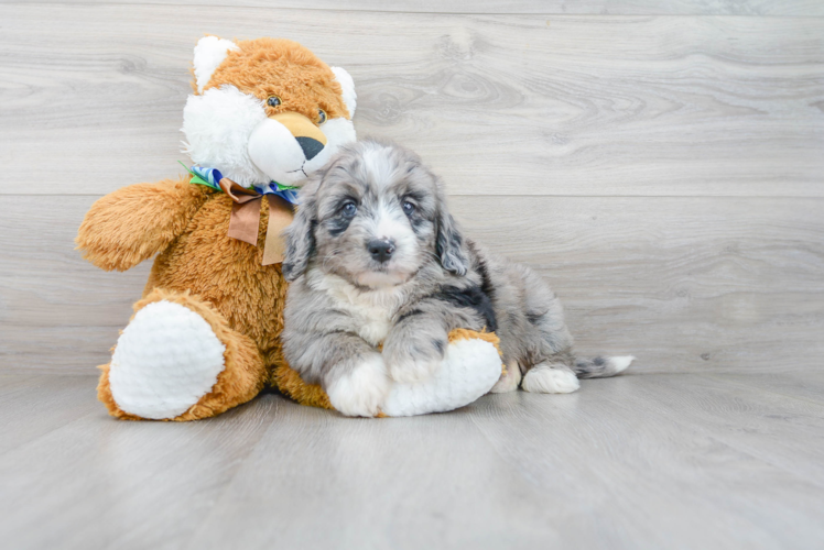 Cute Mini Bernedoodle Baby