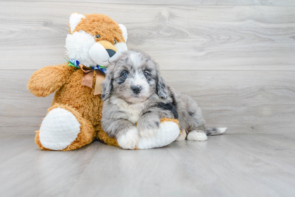 Cute Mini Bernedoodle Baby