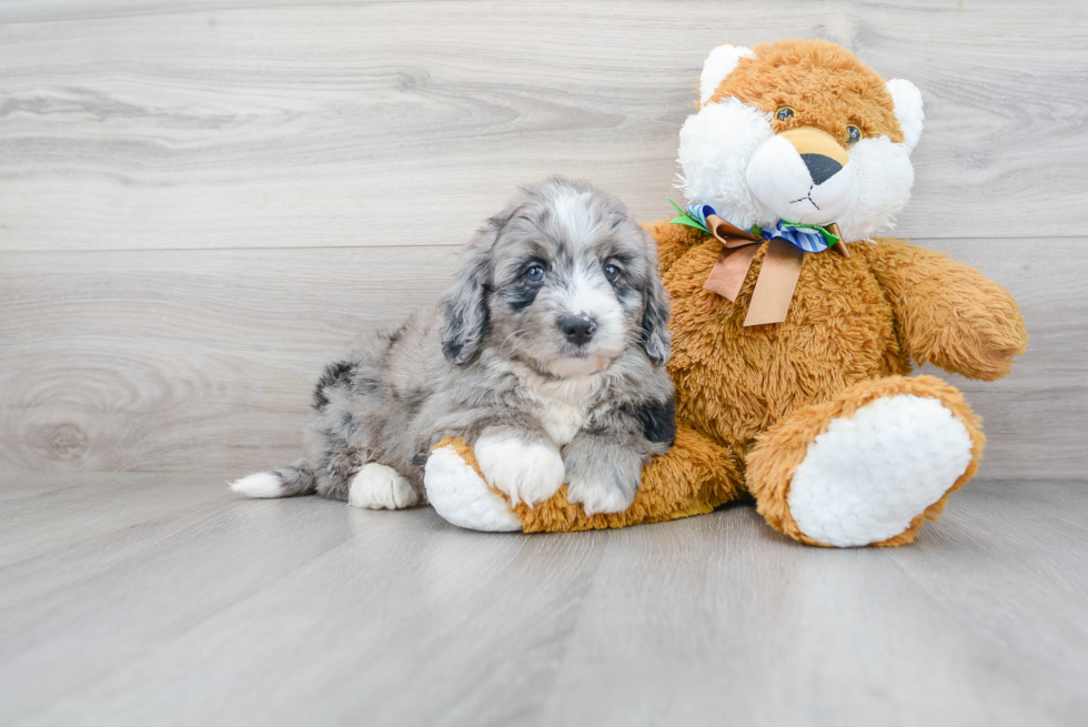 Cute Mini Bernedoodle Baby