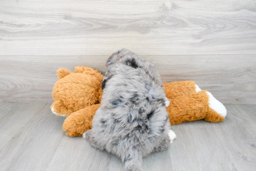 Cute Bernadoodle Poodle Mix Puppy