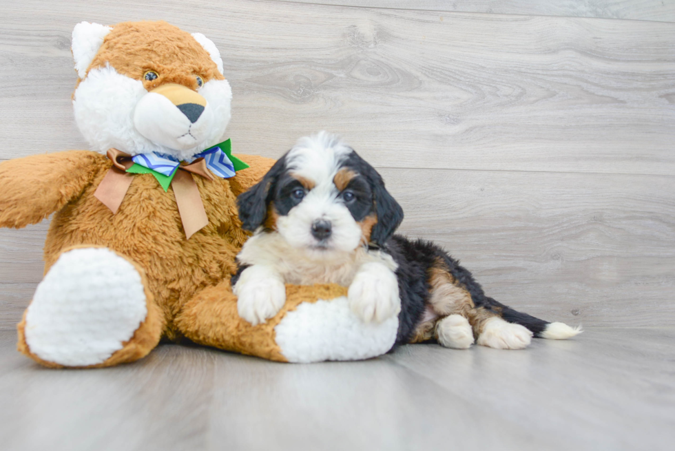 Mini Bernedoodle Pup Being Cute