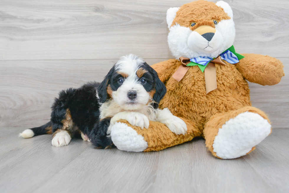 Mini Bernedoodle Pup Being Cute