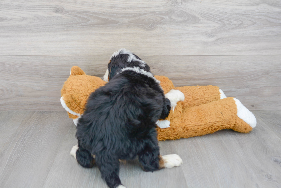 Mini Bernedoodle Pup Being Cute