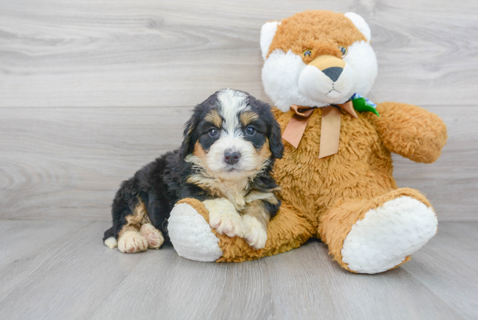 Mini Bernedoodle Pup Being Cute