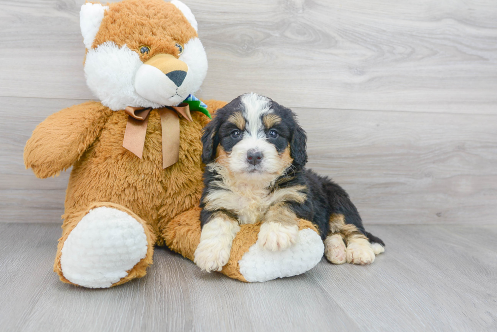 Hypoallergenic Bernadoodle Poodle Mix Puppy