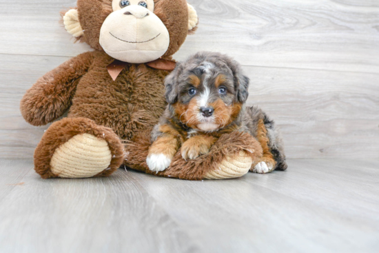 Mini Bernedoodle Pup Being Cute