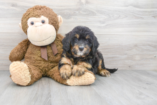 Fluffy Mini Bernedoodle Poodle Mix Pup