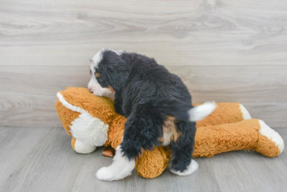 Little Bernadoodle Poodle Mix Puppy