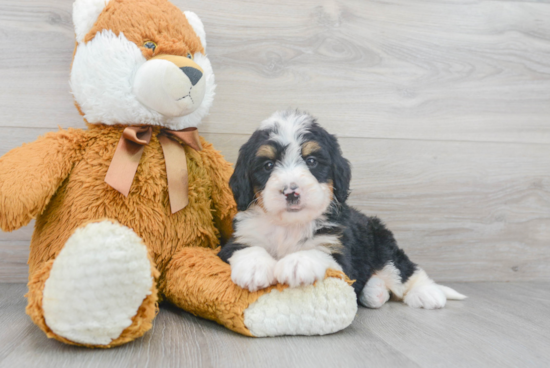 Mini Bernedoodle Pup Being Cute