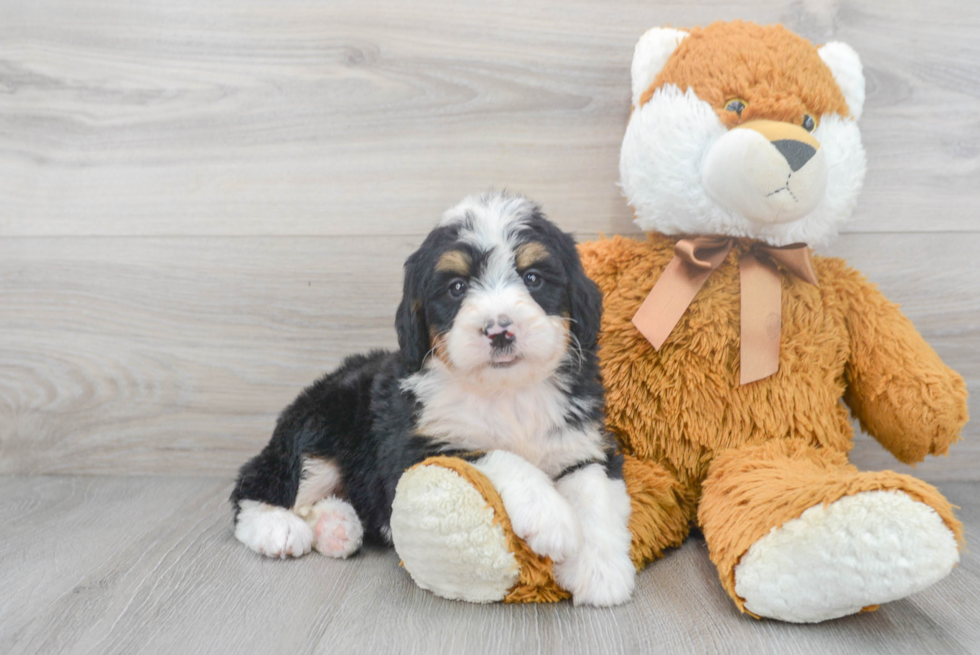 Best Mini Bernedoodle Baby