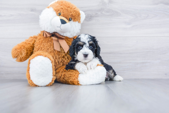 Best Mini Bernedoodle Baby