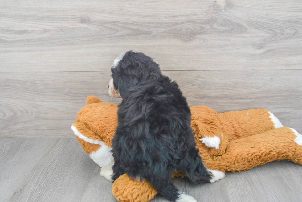 Mini Bernedoodle Puppy for Adoption