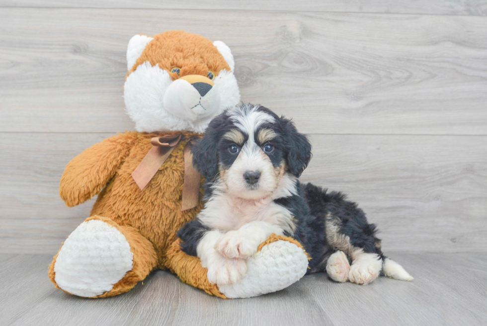 Adorable Bernadoodle Poodle Mix Puppy