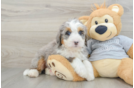 Best Mini Bernedoodle Baby