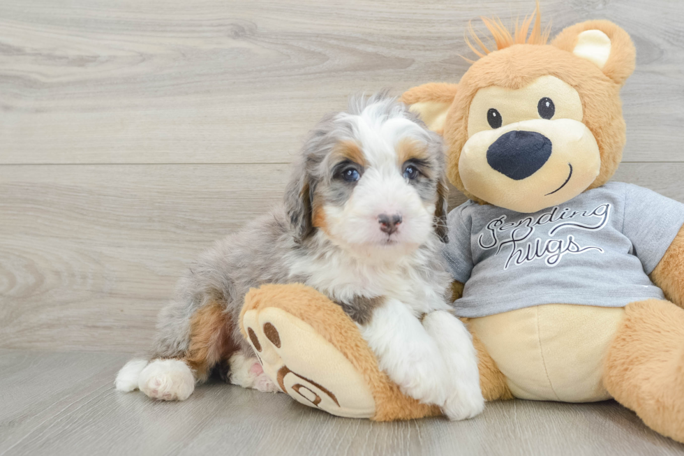 Best Mini Bernedoodle Baby