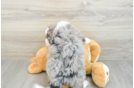Best Mini Bernedoodle Baby