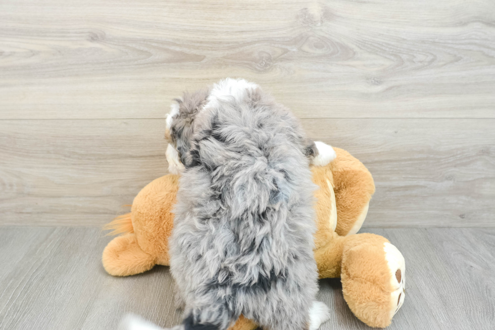Best Mini Bernedoodle Baby