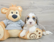 7 week old Mini Bernedoodle Puppy For Sale - Premier Pups