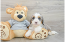 Popular Mini Bernedoodle Poodle Mix Pup