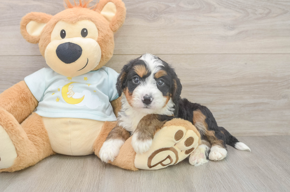 5 week old Mini Bernedoodle Puppy For Sale - Premier Pups