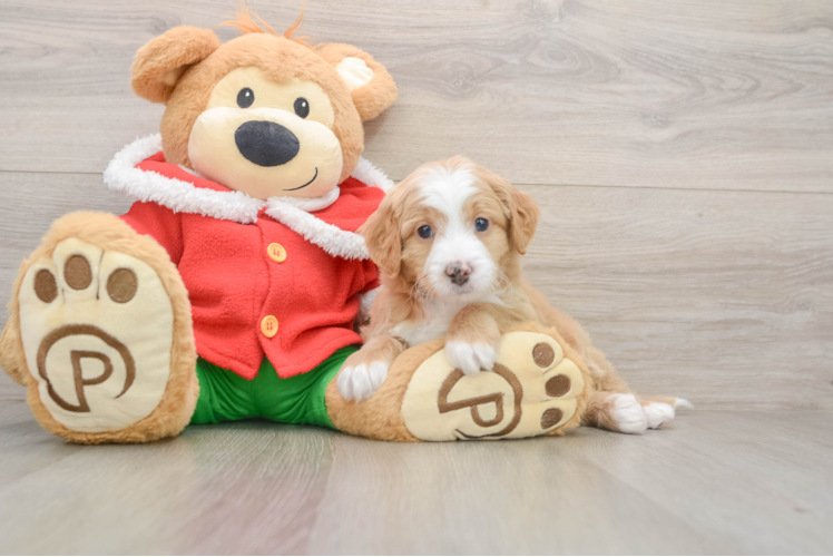 Mini Bernedoodle Pup Being Cute