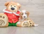 6 week old Mini Bernedoodle Puppy For Sale - Premier Pups