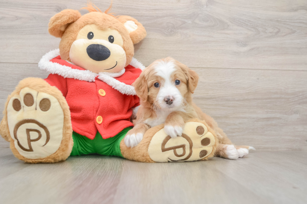 5 week old Mini Bernedoodle Puppy For Sale - Premier Pups