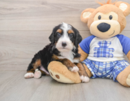 6 week old Mini Bernedoodle Puppy For Sale - Premier Pups
